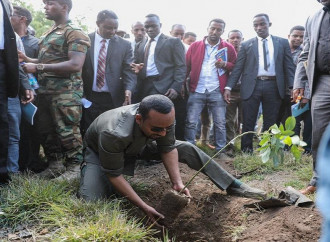 L’Etiopia ha piantato 350 milioni di alberi in un giorno?!