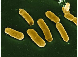 Il batterio alieno: bufala e presagio inquietante