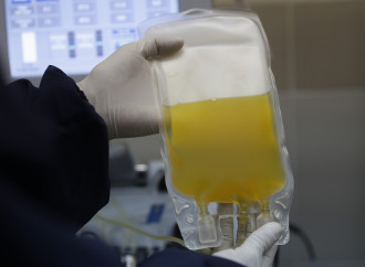 «Cure date tardi»: così uno tsunami abbatte il plasma