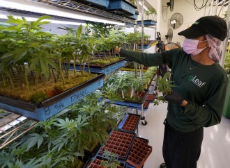 Cannabis e suicidi: lo studio che inquieta gli americani