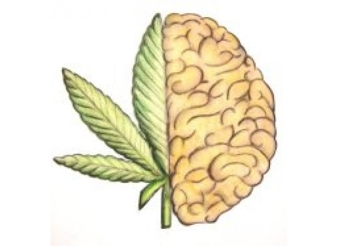 cannabis e cervello