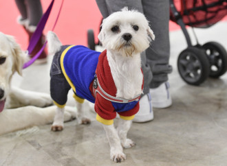 Più cucce meno culle, segno del precipizio demografico