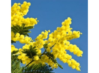 Le mimose e le fobie dell'uomo moderno