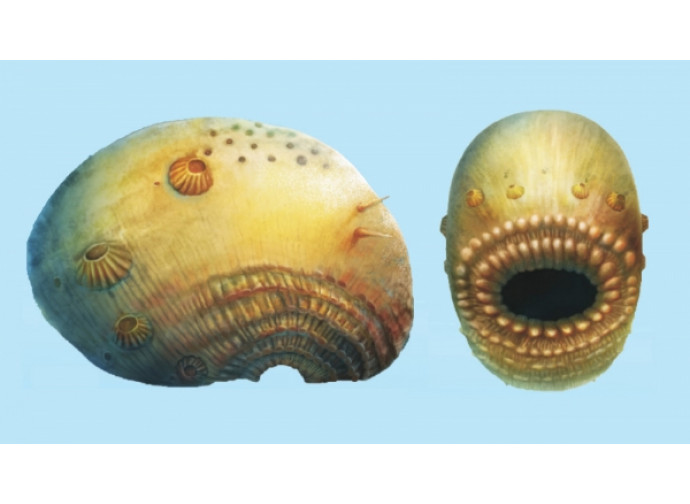 Saccorhytus coronarius