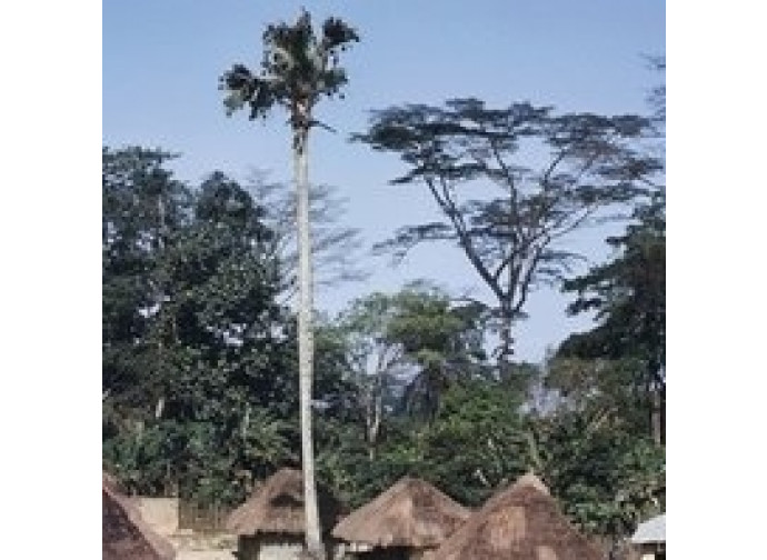 Sierra Leone