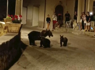 Mai uccidere l'orsa sacra. Gli animalisti chiedono sangue