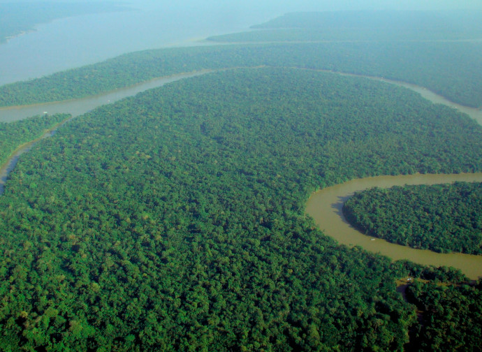 Foresta amazzonica Foresta amazzonica