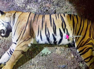 La tigre Avni e l'impossibilità di ragionare con l'ideologia