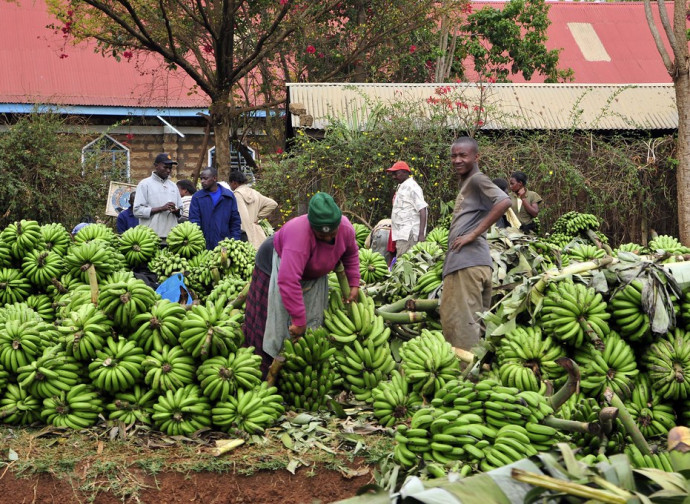 Kenya, agricoltura