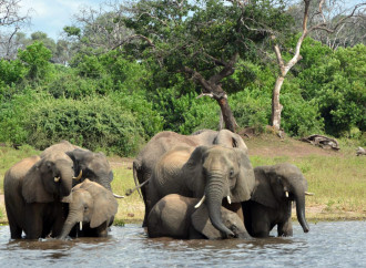 Minaccia surreale: gli elefanti del Botswana invaderanno la Germania