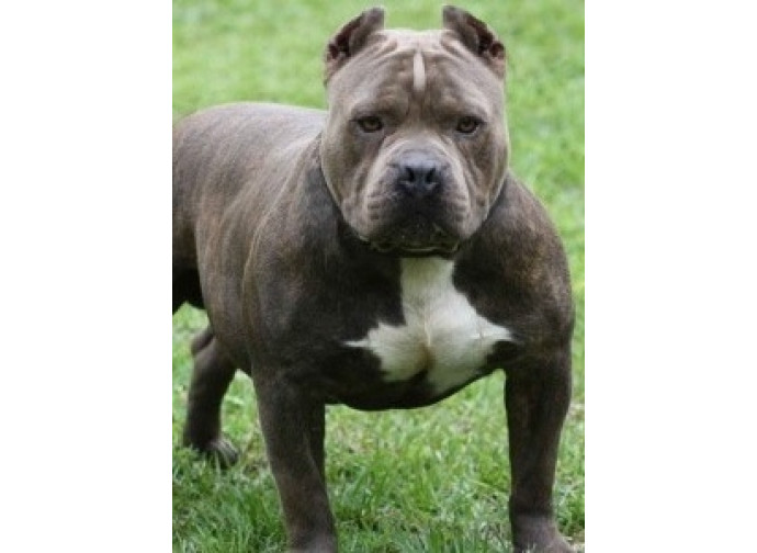 Dimmi come porti il cane e ti dirò chi sei Dimmi come porti il cane e ti dirò chi sei