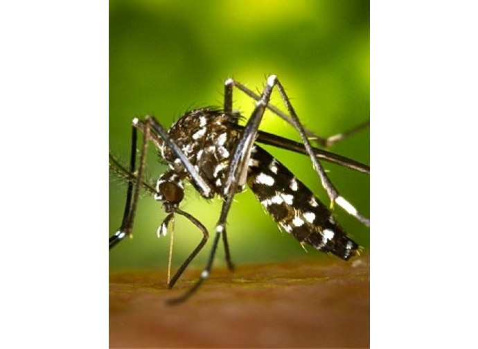 La zanzara portatrice del virus Zika La zanzara portatrice del virus Zika