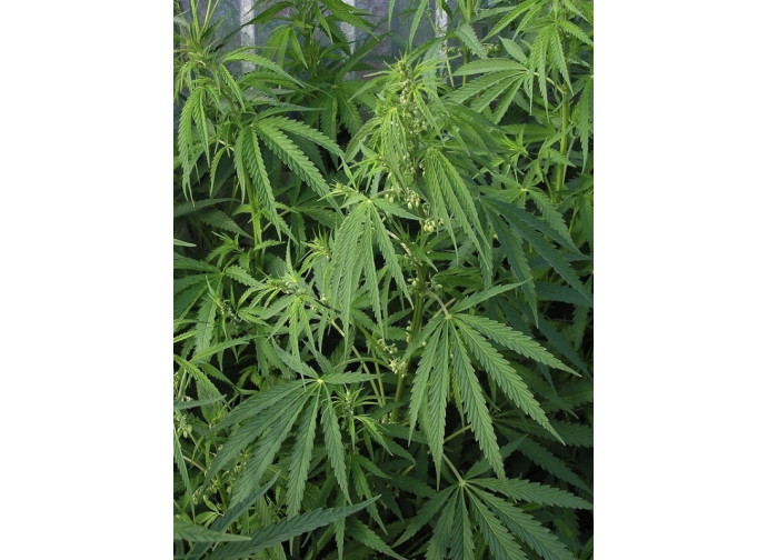 Coltivazione di cannabis Coltivazione di cannabis