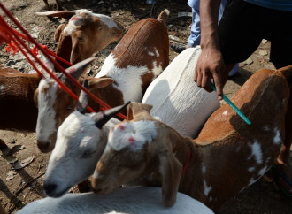 Eid al-Adha, la mattanza che si ripete ogni anno