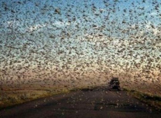 Il Corno d’Africa colpito da immensi sciami di locuste