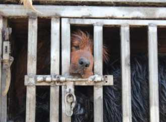 Cani, da piatto prelibato a animali da compagnia. La Cina a una svolta