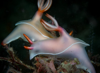 Animali gay e trans?