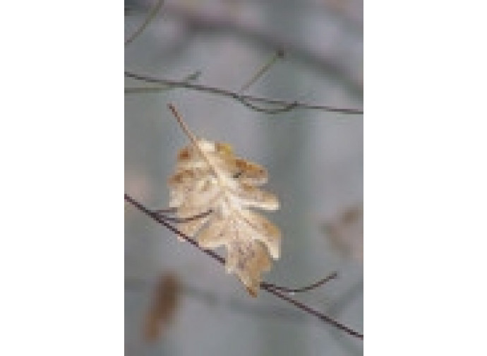 Foglia d'autunno Foglia d'autunno