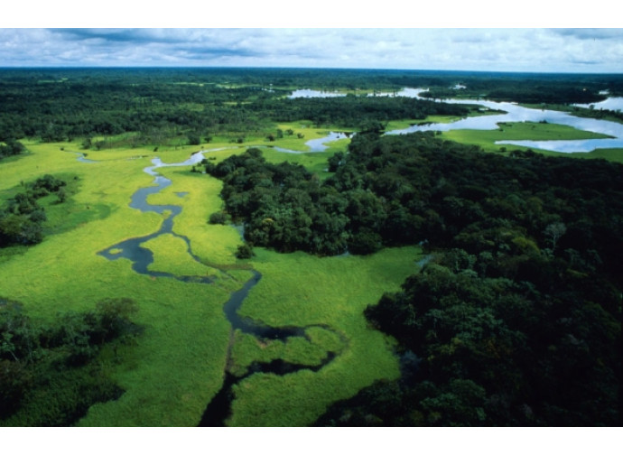 foresta amazzonica foresta amazzonica
