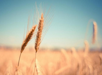 Crisi del grano, non c’entra solo la guerra russo-ucraina