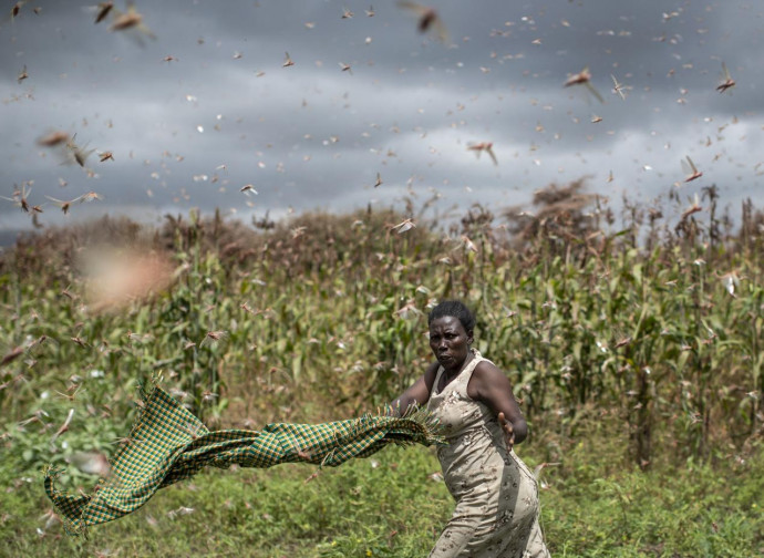 Le locuste invadono l'Africa Le locuste invadono l'Africa