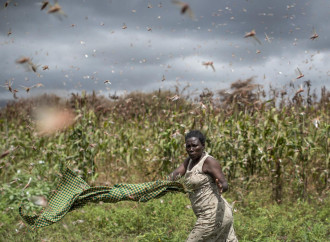 Le locuste devastano l'Africa, la Cina le aspetta con le oche