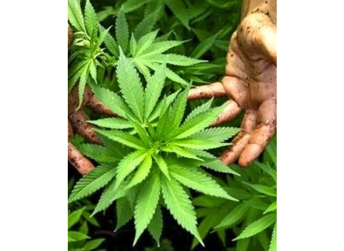 Iniziata alla Camera la discussione sulla legge di liberalizzazione della cannabis