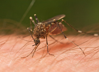 Malaria non debellata. L'Oms non ammette i suoi errori