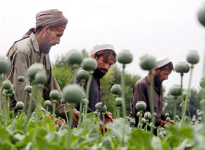 Afghanistan, produzione record di oppio