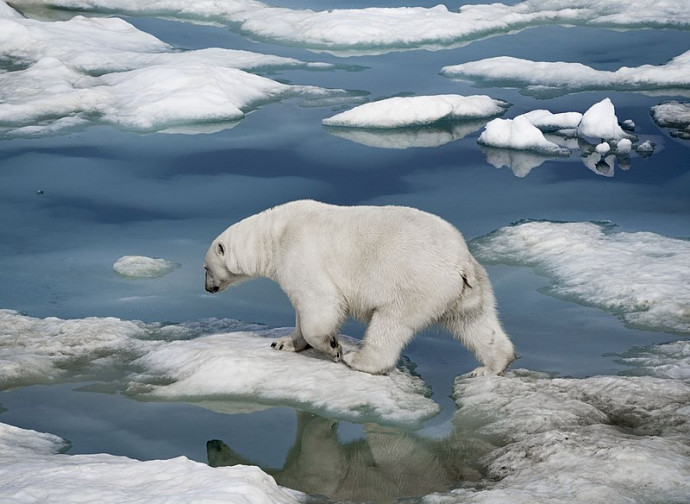 Orso polare su ghiacci sciolti