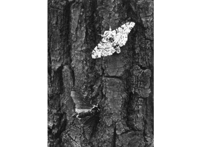 Falena punteggiata delle betulle Falena punteggiata delle betulle