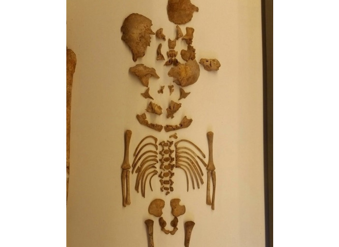 Lo scheletro del piccolo di 8 mesi conservato nel Museo delle Civiltà Preclassiche della Murgia Meridionale