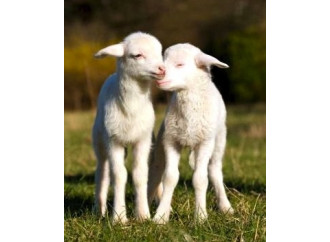 Quel paganesimo 
che si traveste 
da agnello