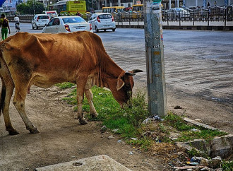 India, la politica munge voti dalle vacche sacre
