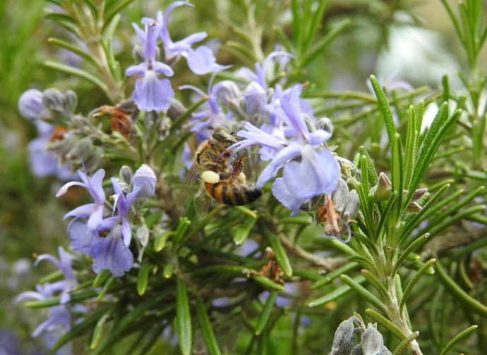 Salvia rosmarinus - Foto di Costantino Dessì, CC BY-SA 4.0