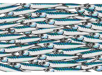 Alleanza tra Sardine e comunità LGBT