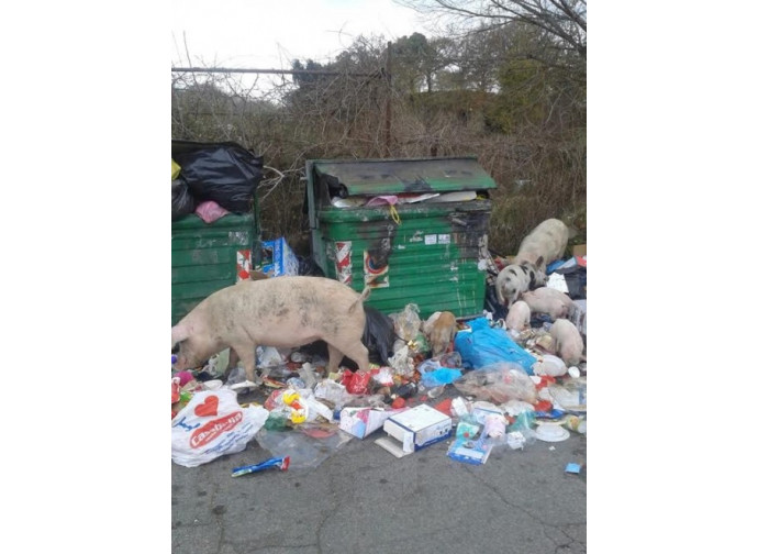 Roma, maiali nella spazzatura Roma, maiali nella spazzatura