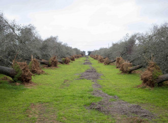 Xylella, l'ecologismo non è la cura ma parte del problema