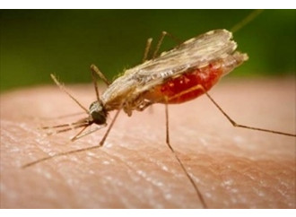 Paura Malaria, non c'entrano né clima né immigrati